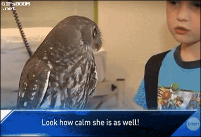 calmowl.gif